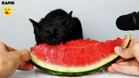 Cat Eating Watermelon