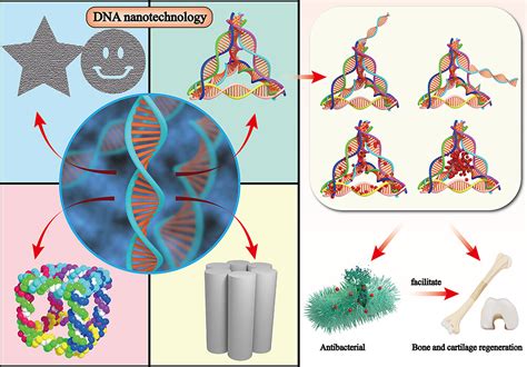 Full Article The Current Progress Of Tetrahedral Dna Nanostructure For Antibacterial