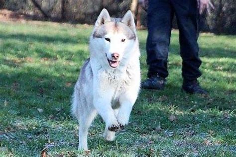 Lice Husky Passion Elevage de Husky sibérien