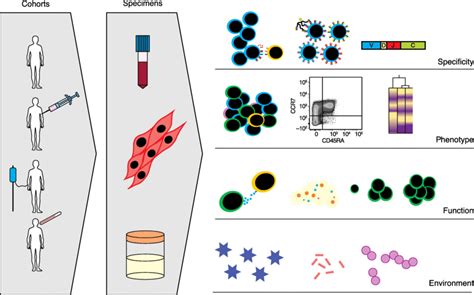 The Wealth Of Human Data For Translational Immunology Consented