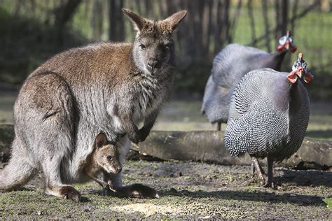 Bennett Känguru Tierpark Nadermann