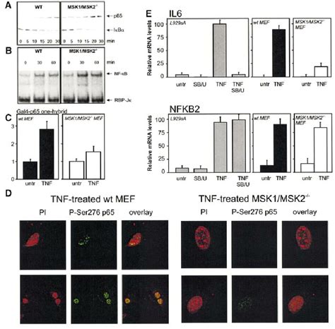 Characterization Of Msk Msk Mefs Msk Msk And Wt