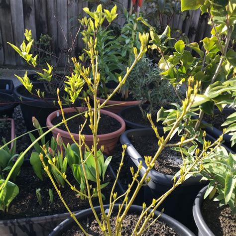 Cornus Sericea Flaviramea Syn Cornus Stolonifera Flaviramea