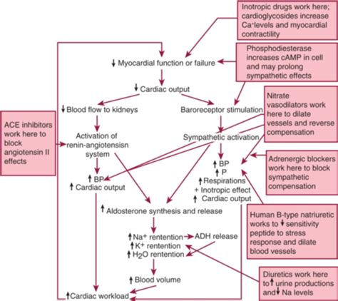 Drugs Affecting Cardiovascular system Flashcards | Quizlet