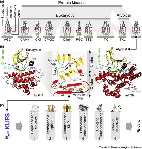 The Landscape Of Atypical And Eukaryotic Protein Kinases Trends In