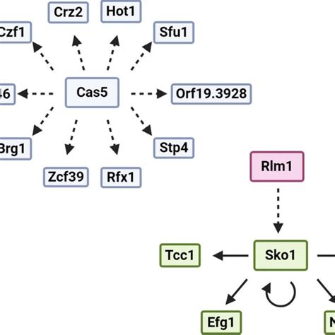 Caspofungin Induced Cwd Regulation By Sko1 Following Download Scientific Diagram