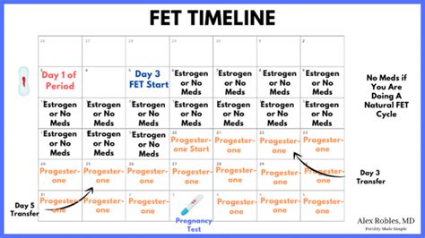 The Ivf Frozen Embryo Transfer Timeline Explained Step By Step Alex