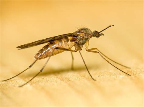 Do Gnats Bite? - Science Trends