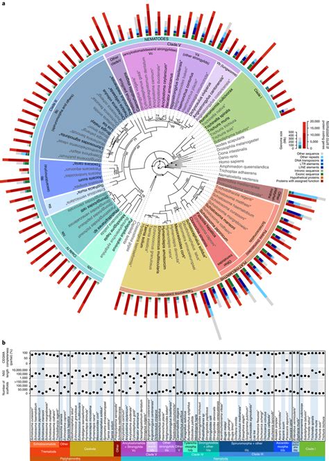 Genome Wide Phylogeny Of 56 Nematode 25 Platyhelminth Species And 10