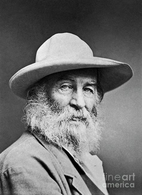 Portrait Of Walt Whitman Photograph By American School Fine Art