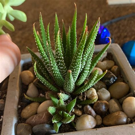 Haworthiopsis Attenuata Var Radula Syn Haworthia Attenuata Var