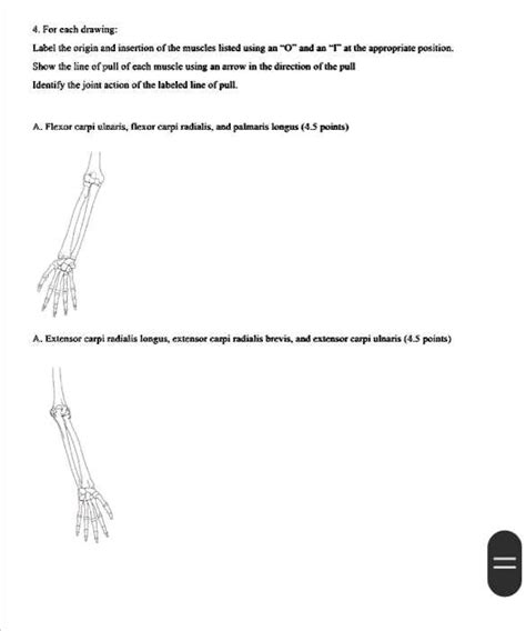 Solved Biomechanics For Each Drawing Label The Origin And Insertion