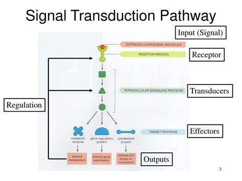 Signal Transduction Pathway