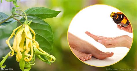 Herbal Oil Ylang Ylang Oil Benefits And Uses