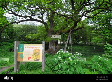 The Birnam Oak, Birnam, Dunkeld, Perthshire, Scotland, UK Stock Photo ...