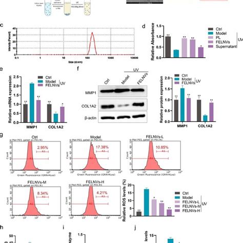 Felnvs Can Resist Uv Induced Aging In Hacat Cells A Flow Diagram To