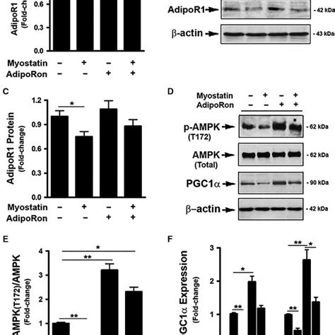 Adiporon Prevented Myostatininduced Inhibition Of Adipor Activity