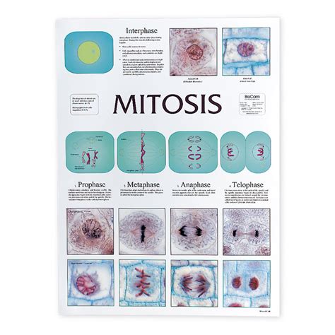 Cell Division Chart Set | Carolina Biological Supply