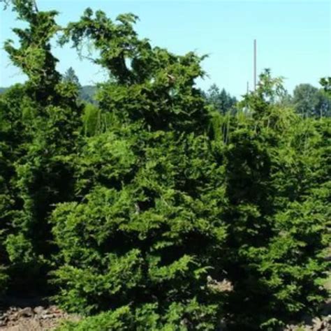 Slender Hinoki False Cypress Chamaecyparis Obtusa Gracilis Garden