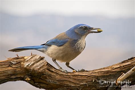 Western Scrub Jay