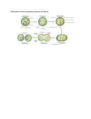 LAB EXERCISE 4 Drosophila S Phases Of Mitosis Pdf Illustration Of The