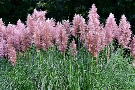 17 Astonishing Facts About Pampas Grass