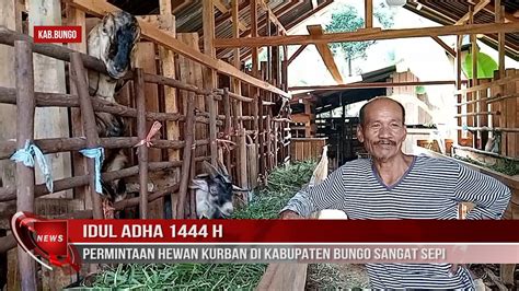 Idul Adha H Permintaan Hewan Kurban Di Kabupaten Bungo Sangat Sepi