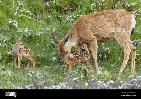 Mother Deer Fawns Hi Res Stock Photography And Images Alamy