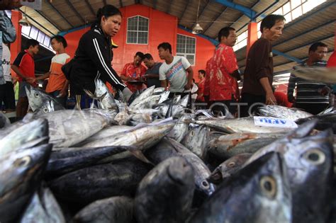 HARGA IKAN TONGKOL ANJLOK ANTARA Foto