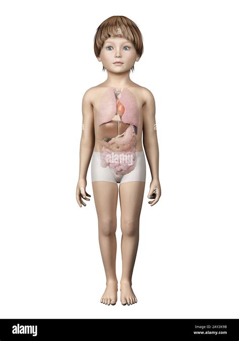 Anatomía del niño fotografías e imágenes de alta resolución Alamy