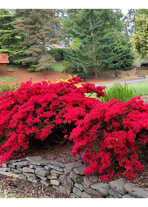 Azalea 'Hino Crimson' 1 Gallon - The Garden Corner