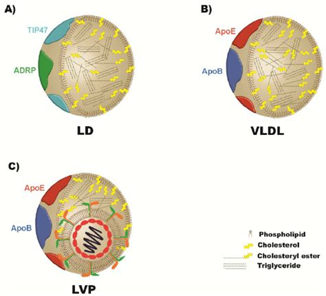 Functional Comparison Between Cytosolic Lipid Droplets Very Low