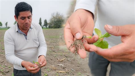 SE INVIRTIÓ 5 MILLLEGÓ LA PLAGA Y SE PERDIÓ EL CULTIVO DE PEPINILLO