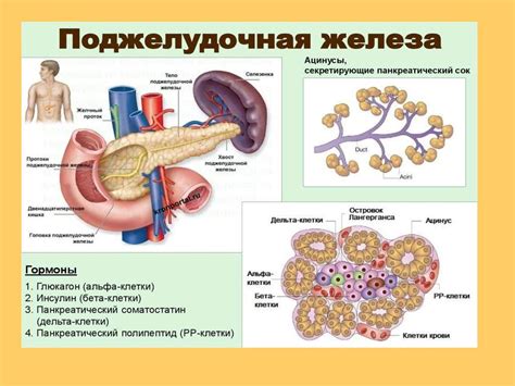 Эндокринная система - презентация онлайн