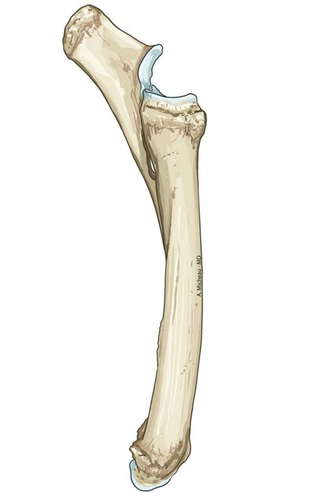 Radius And Ulna Medial View Diagram Quizlet