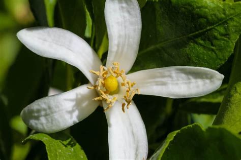 The 4 Best Orange Groves In Arizona Minneopa Orchards