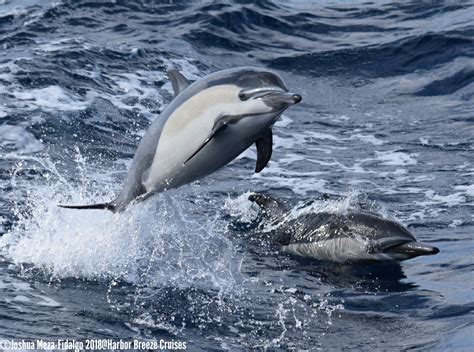 Dolphins Vs Porpoises Whats The Difference Harbor Breeze Cruises