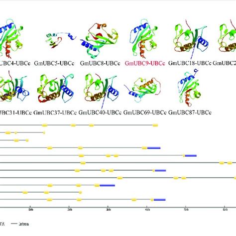 The Structures Of Ubcc Domain And Exon Intron In Soybean Group Ix Download Scientific Diagram