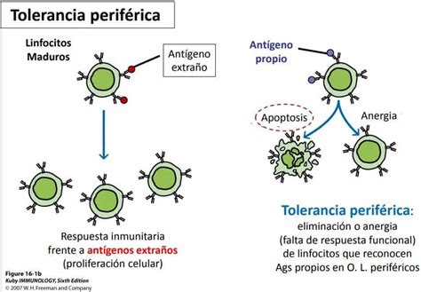 Regulación por linfocitos T Paradigmia