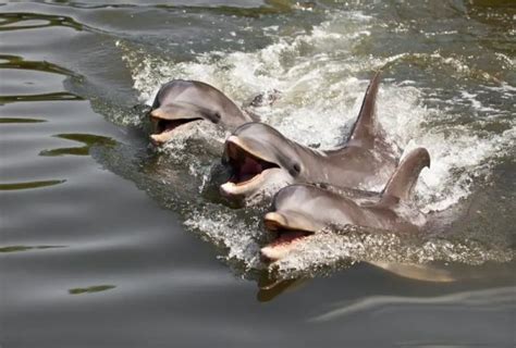 National Aquatic Animal of India - "Ganges River Dolphin"