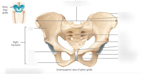 Female Pelvic Girdle Diagram Quizlet