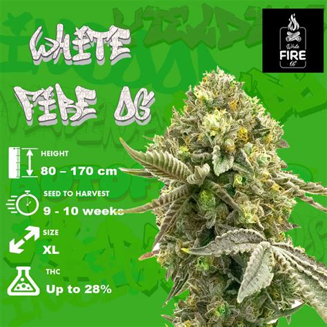 White Fire Og Strain 🔥🌿 Review And Information Cannabis Md 2024