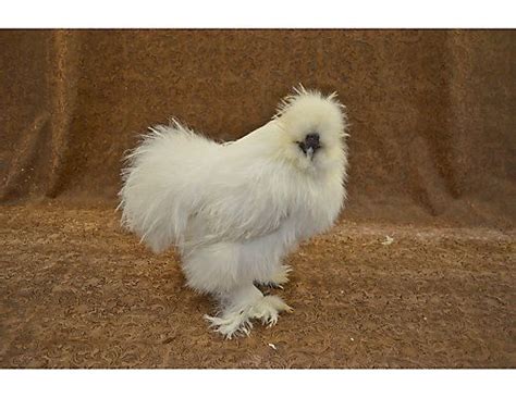 Breed Spotlight Silkies The Teddy Bears Of Chickens Silkies Are Hardy