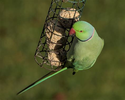 Rose Ringed Parakeet Parrot Bird Free Photo On Pixabay Pixabay