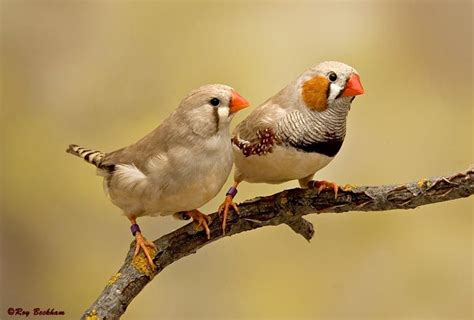 Female Zebra Finches Zebra Finch Finches Bird Beautiful Birds