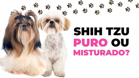 Como Saber Se O Shih Tzu Puro Ou Misturado Caracter Sticas Do