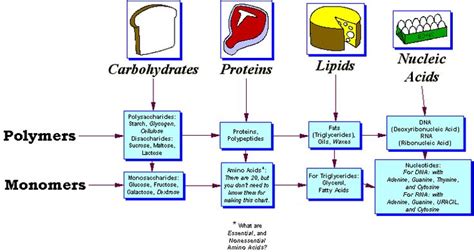 17 Best images about macromolecules on Pinterest | To be, A well and ...