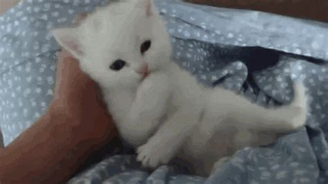 White Kitten S Find And Share On Giphy