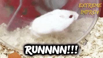 Mouse Running GIFs - Find & Share on GIPHY