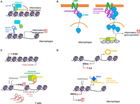 Frontiers Disease Associated Snps In Inflammation Related Lncrnas